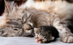 Desktop wallpaper. Cats. ID:42260