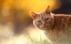 Desktop wallpaper. Cats. ID:42262