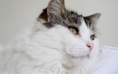 Desktop wallpaper. Cats. ID:42263