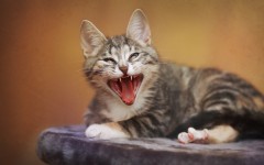Desktop wallpaper. Cats. ID:42264
