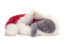 Desktop wallpaper. Cats. ID:42265