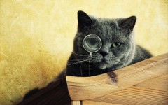 Desktop wallpaper. Cats. ID:42266
