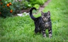 Desktop wallpaper. Cats. ID:42267