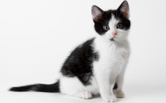 Desktop wallpaper. Cats. ID:42268