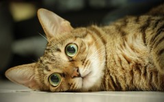 Desktop wallpaper. Cats. ID:42269