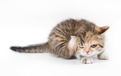 Desktop wallpaper. Cats. ID:42270