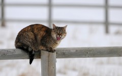 Desktop wallpaper. Cats. ID:42271