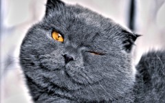 Desktop wallpaper. Cats. ID:42272