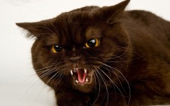 Desktop wallpaper. Cats. ID:42273