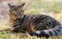 Desktop wallpaper. Cats. ID:42274