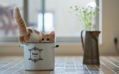 Desktop wallpaper. Cats. ID:42275