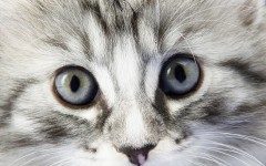 Desktop wallpaper. Cats. ID:42276