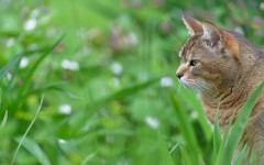 Desktop wallpaper. Cats. ID:42277