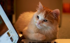 Desktop wallpaper. Cats. ID:42278