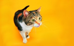 Desktop wallpaper. Cats. ID:42279