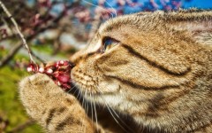 Desktop wallpaper. Cats. ID:42280