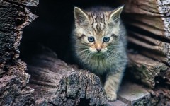 Desktop wallpaper. Cats. ID:42281