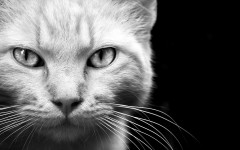 Desktop wallpaper. Cats. ID:42282