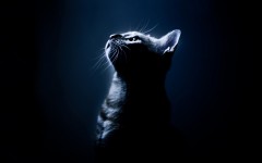 Desktop wallpaper. Cats. ID:42283