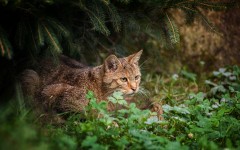 Desktop wallpaper. Cats. ID:42284