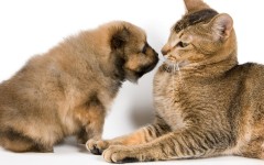 Desktop wallpaper. Cats. ID:42285
