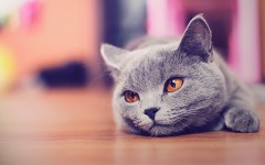 Desktop wallpaper. Cats. ID:42286