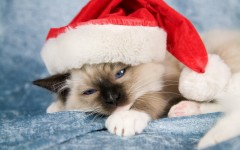 Desktop wallpaper. Cats. ID:42290