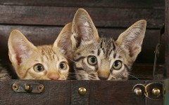 Desktop wallpaper. Cats. ID:42291