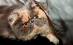 Desktop wallpaper. Cats. ID:42292