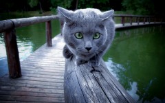 Desktop wallpaper. Cats. ID:42293