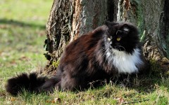 Desktop wallpaper. Cats. ID:42294