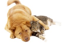 Desktop wallpaper. Cats. ID:42295