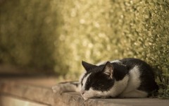 Desktop wallpaper. Cats. ID:42296