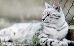 Desktop wallpaper. Cats. ID:42298