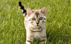 Desktop wallpaper. Cats. ID:42299
