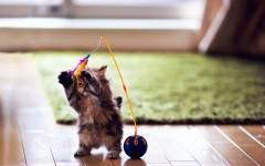 Desktop wallpaper. Cats. ID:42301
