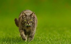 Desktop wallpaper. Cats. ID:42302