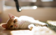 Desktop wallpaper. Cats. ID:42303