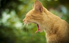 Desktop wallpaper. Cats. ID:42304