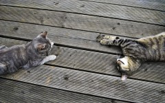 Desktop wallpaper. Cats. ID:42305
