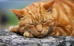 Desktop wallpaper. Cats. ID:42307