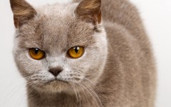Desktop wallpaper. Cats. ID:42308