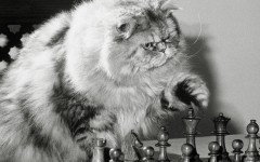 Desktop wallpaper. Cats. ID:42309