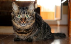 Desktop wallpaper. Cats. ID:42310