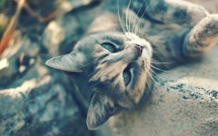 Desktop wallpaper. Cats. ID:42311