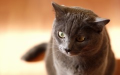 Desktop wallpaper. Cats. ID:42312