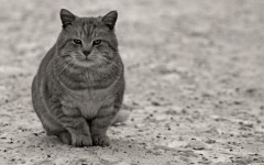 Desktop wallpaper. Cats. ID:42313