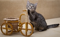 Desktop wallpaper. Cats. ID:42314