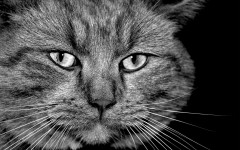 Desktop wallpaper. Cats. ID:42315