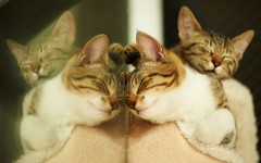 Desktop wallpaper. Cats. ID:42316